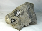 Herkimer Quartz in Matrix, (Cab), Repaired